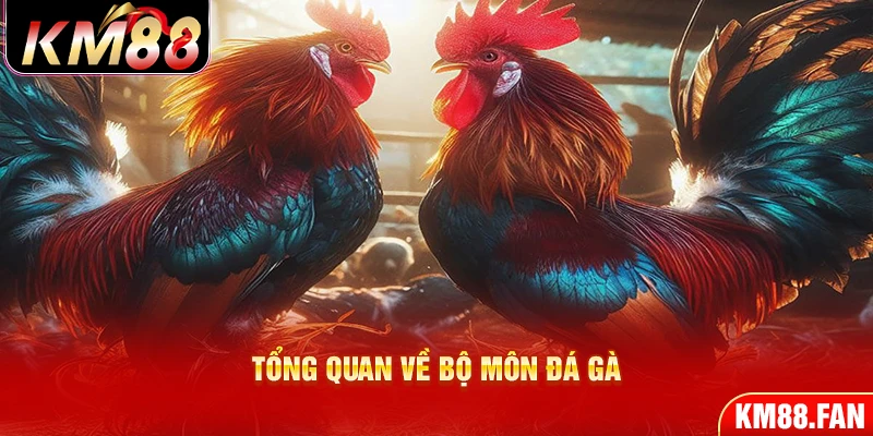 Tổng quan về bộ môn đá gà