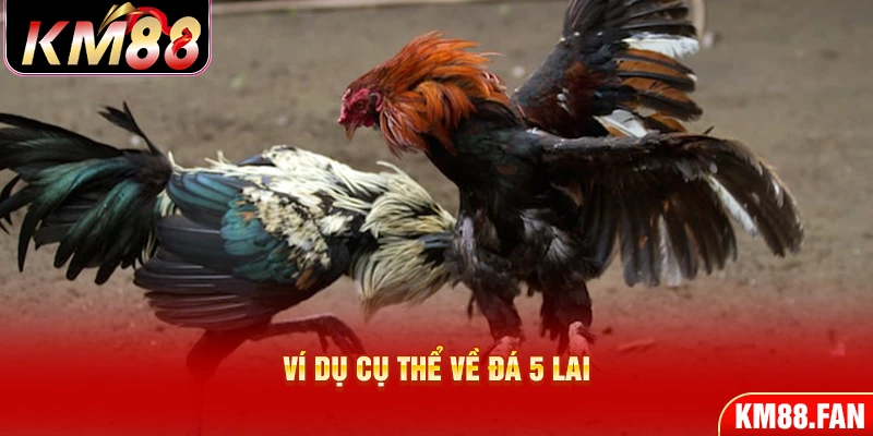 Ví dụ cụ thể về đá 5 lai