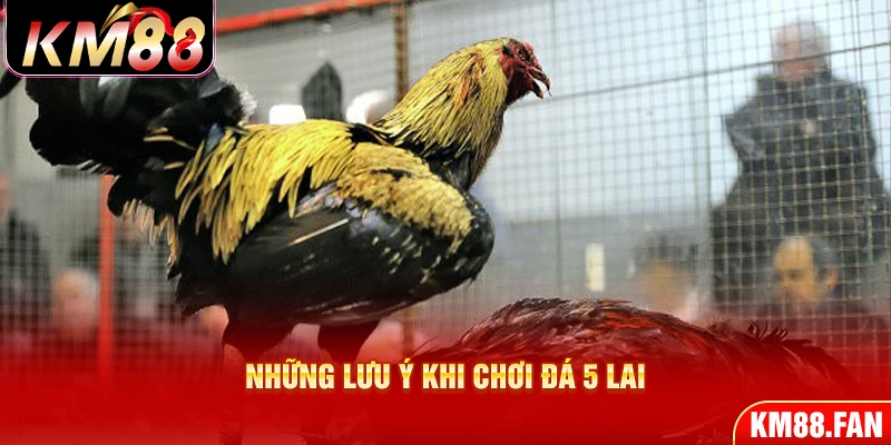 Những lưu ý khi chơi đá 5 lai