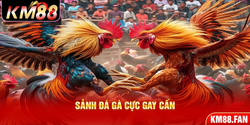 Sảnh đá gà cực gay cấn